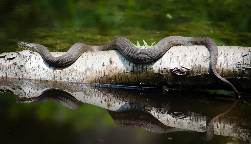 snake-2362212_960_720.jpg