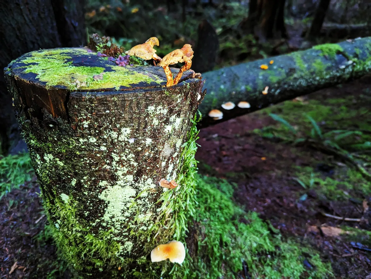 Forest_Fungi0001.jpg