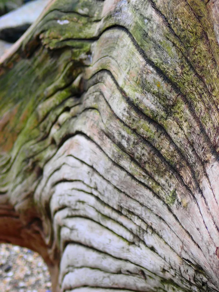 DriftWood20220007.jpg