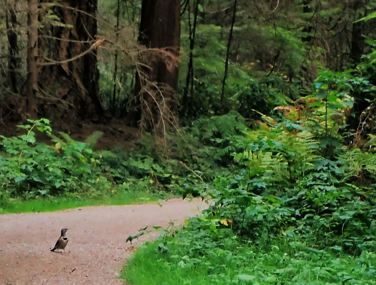 StanleyPark_Birds0003.jpg