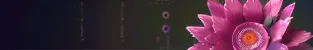 separator_Day11_0003_sm.png