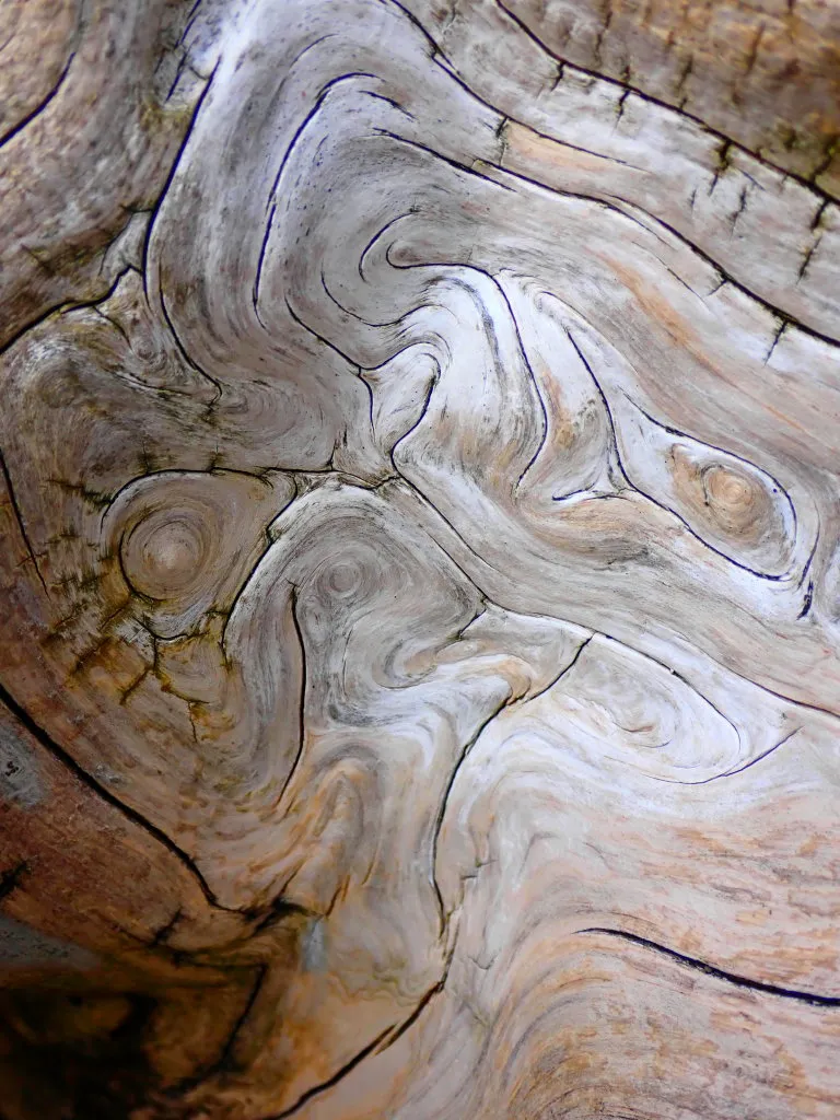 DriftWood20220004.jpg
