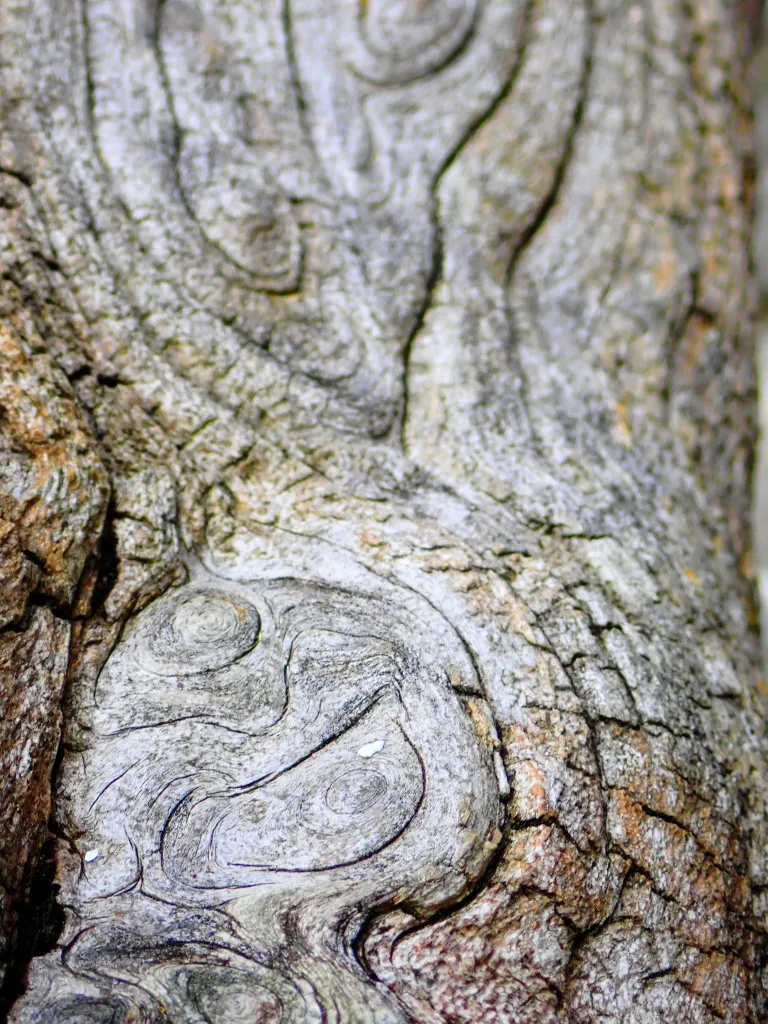 DriftWood20220008.jpg