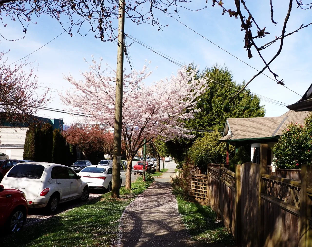 Cherry_Blossoms_Main0006.jpg