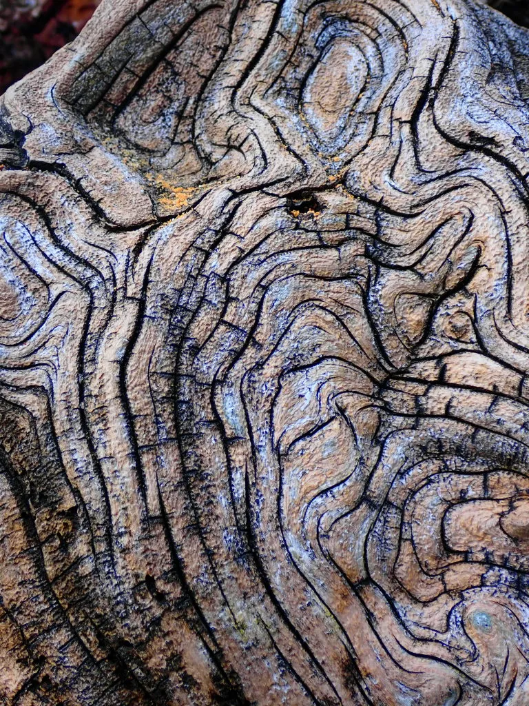 DriftWood20220003.jpg