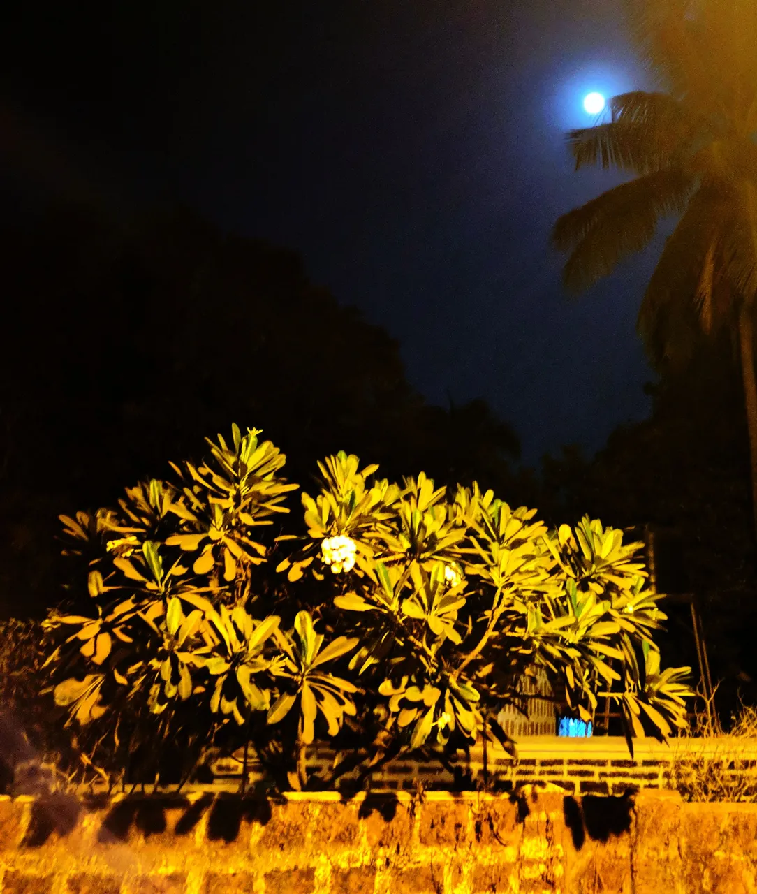 Goa_New_Year30004.jpg
