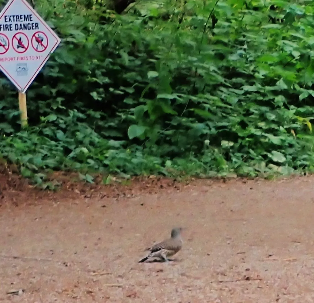 StanleyPark_Birds0002.jpg