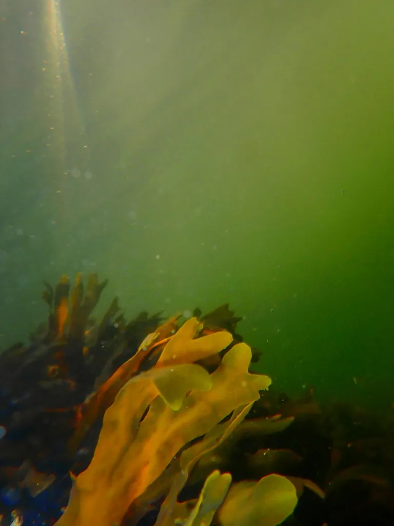OceanLifeSummer0001.jpg