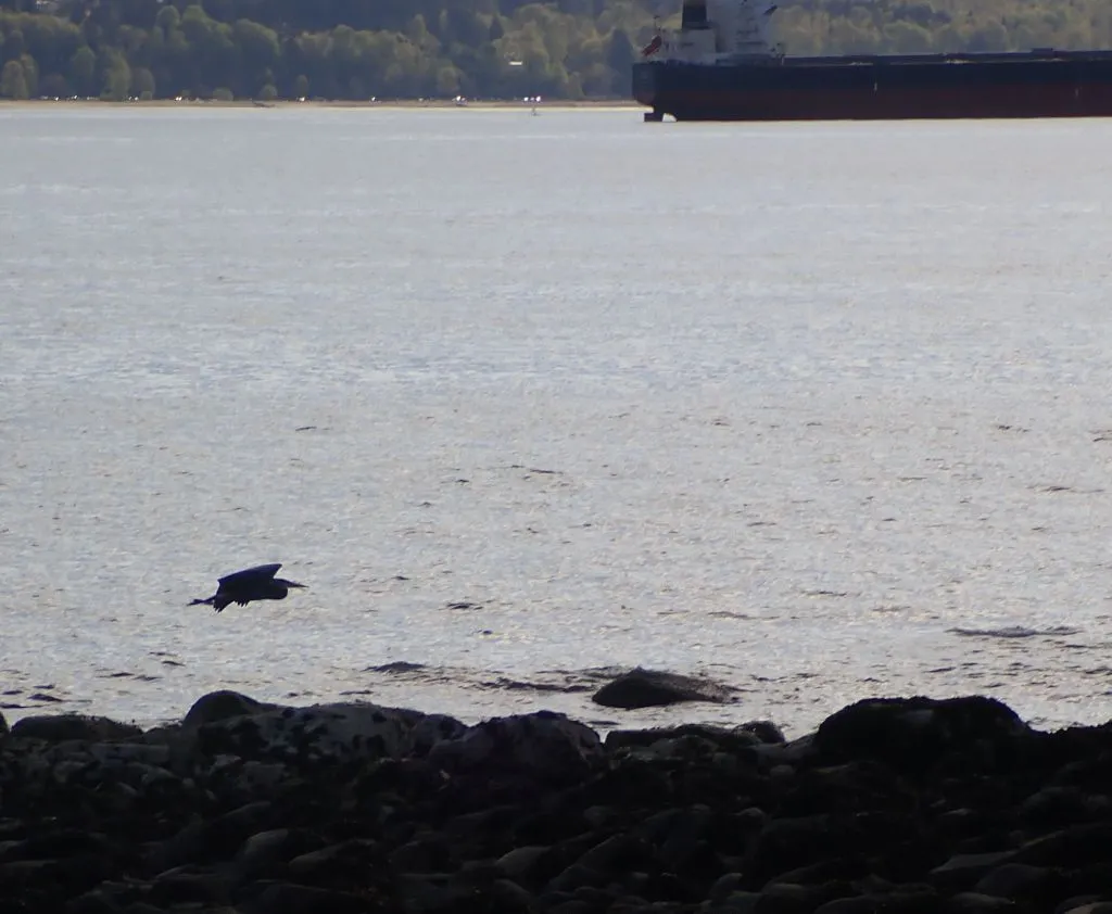 Flying Herons01.jpg