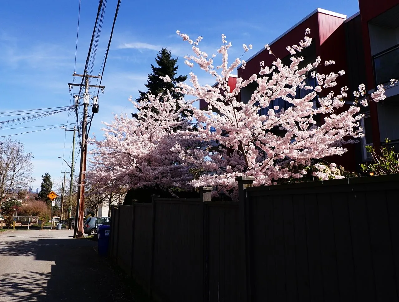 Cherry_Blossoms_Main0003.jpg