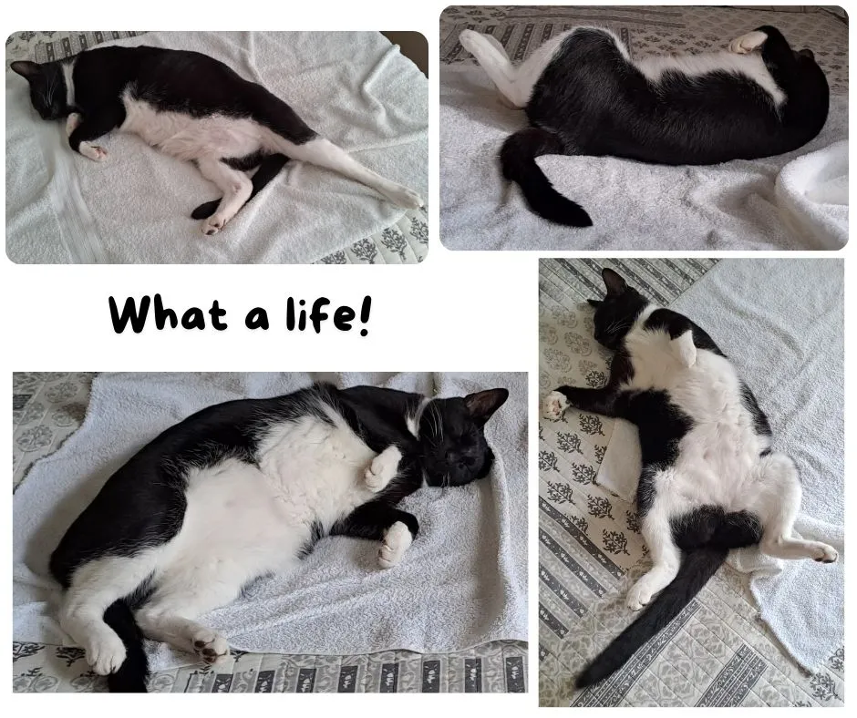 poe sleeping.jpg