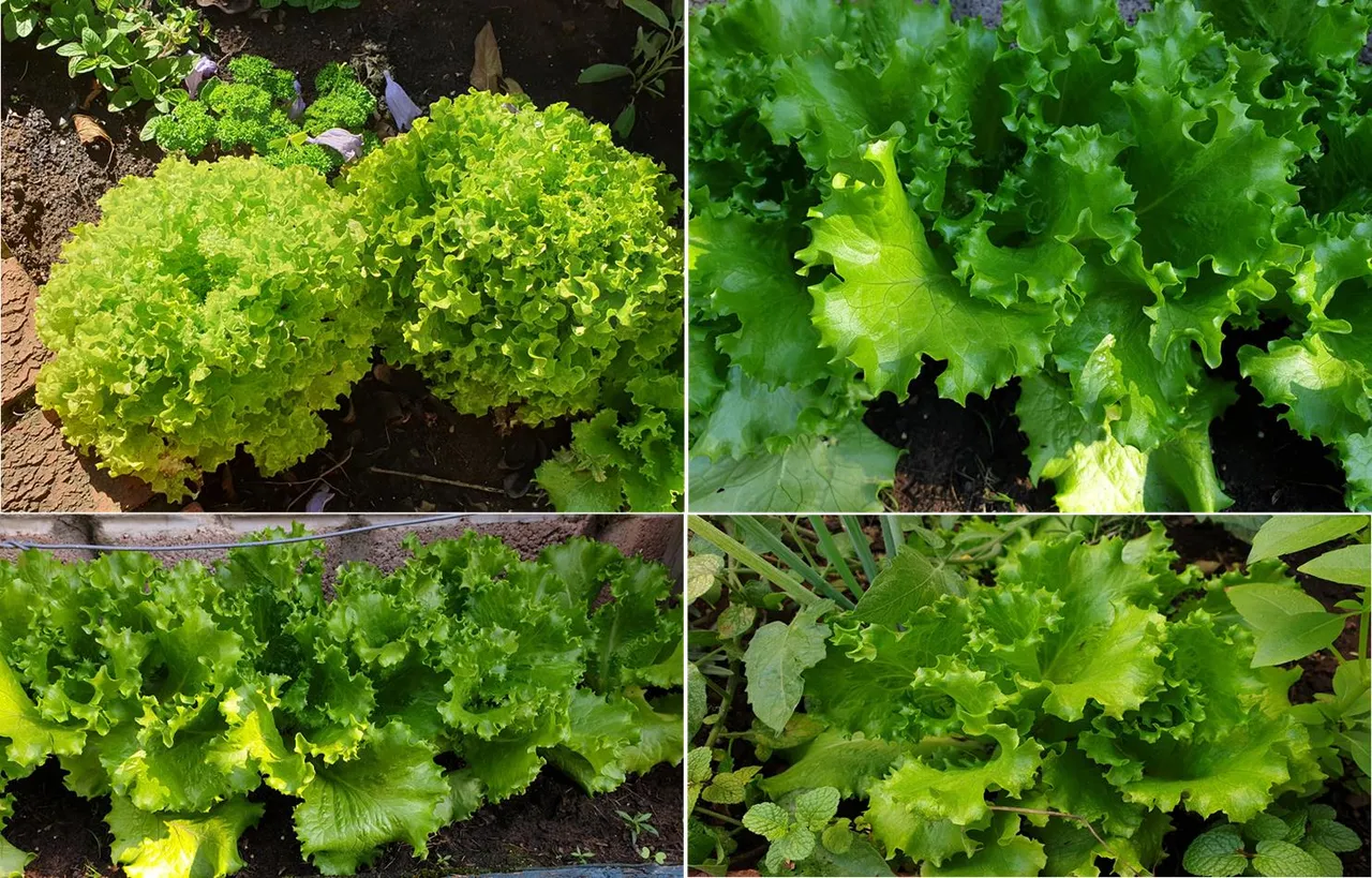 Lettuce garden1.jpg