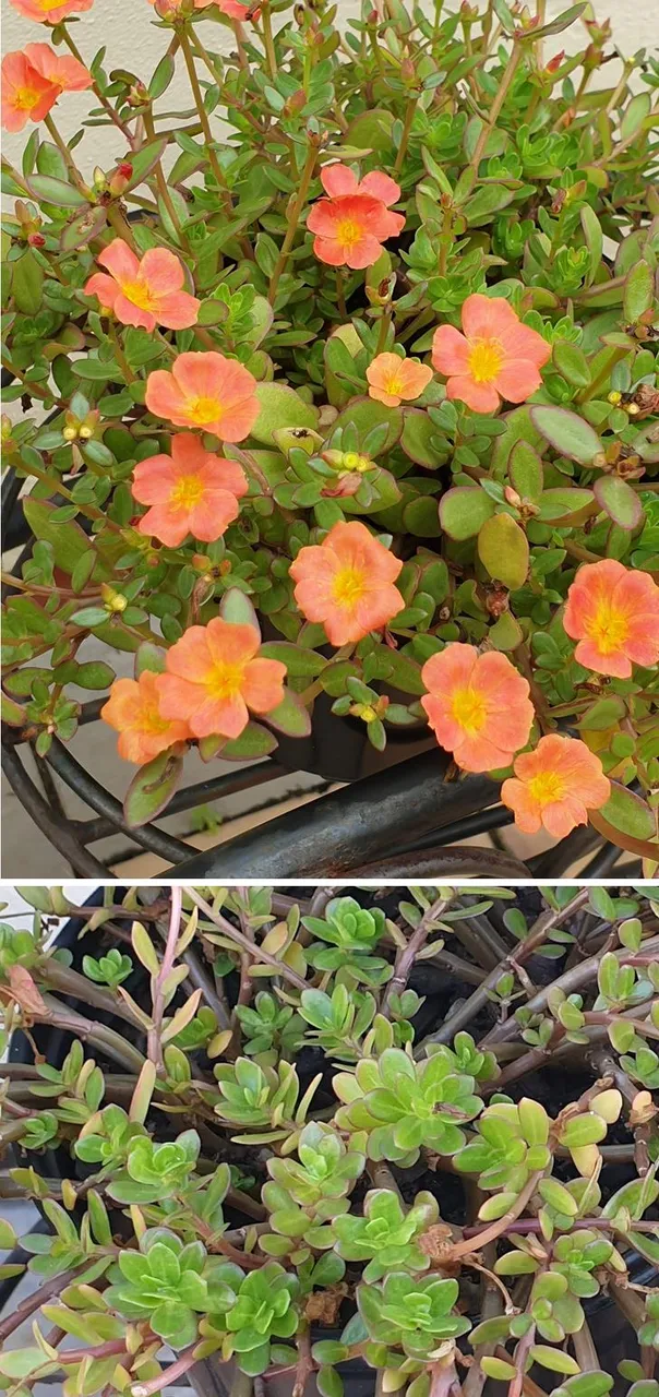 portulaca.jpg