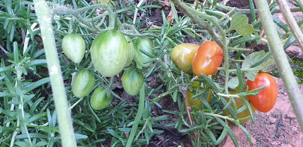 tomatoes rosemary.jpg