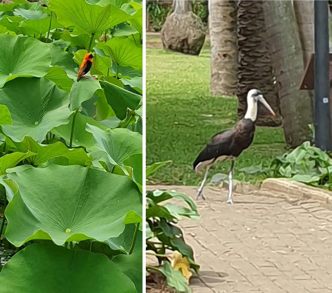 birds.jpg