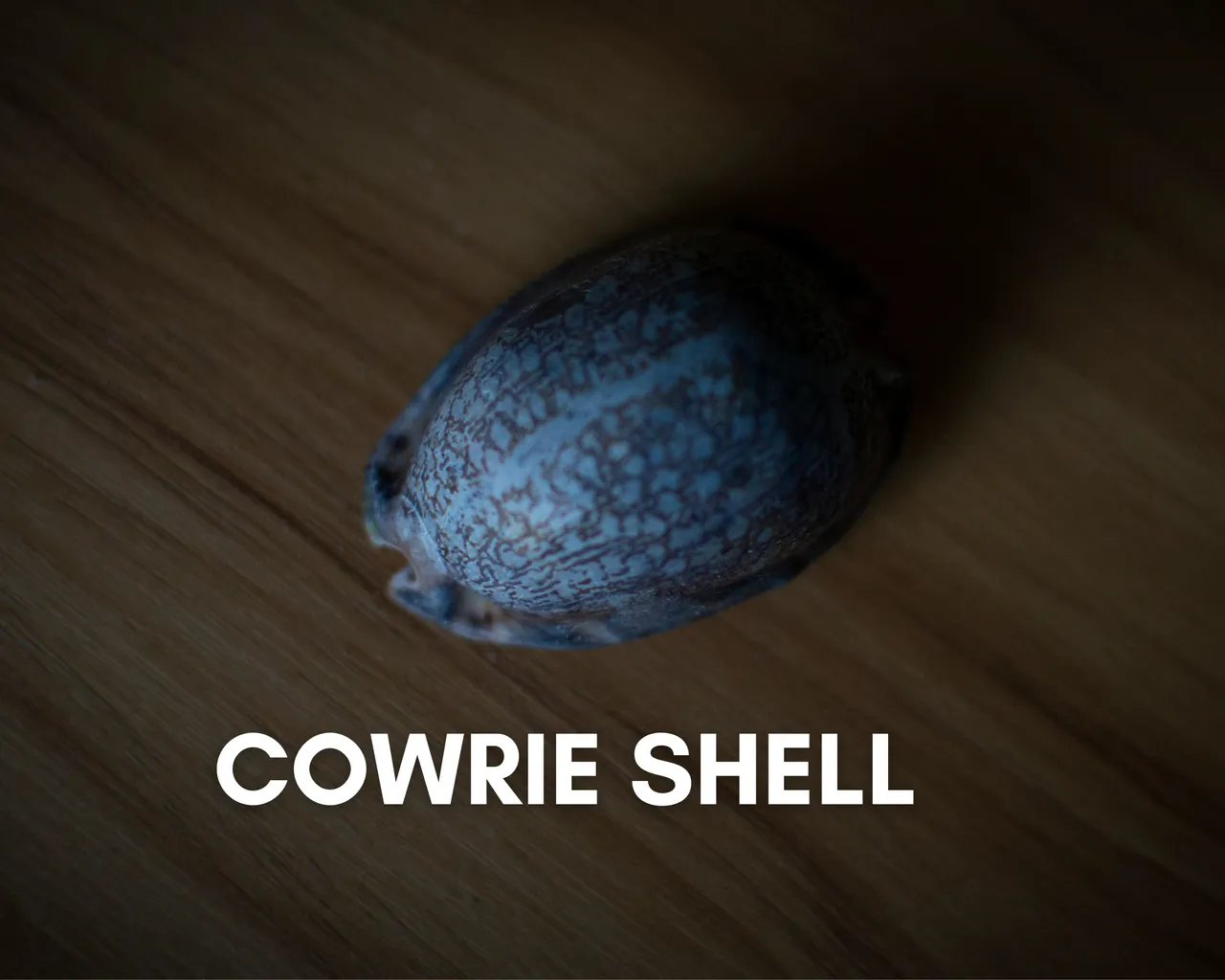 Cowrie shell.png