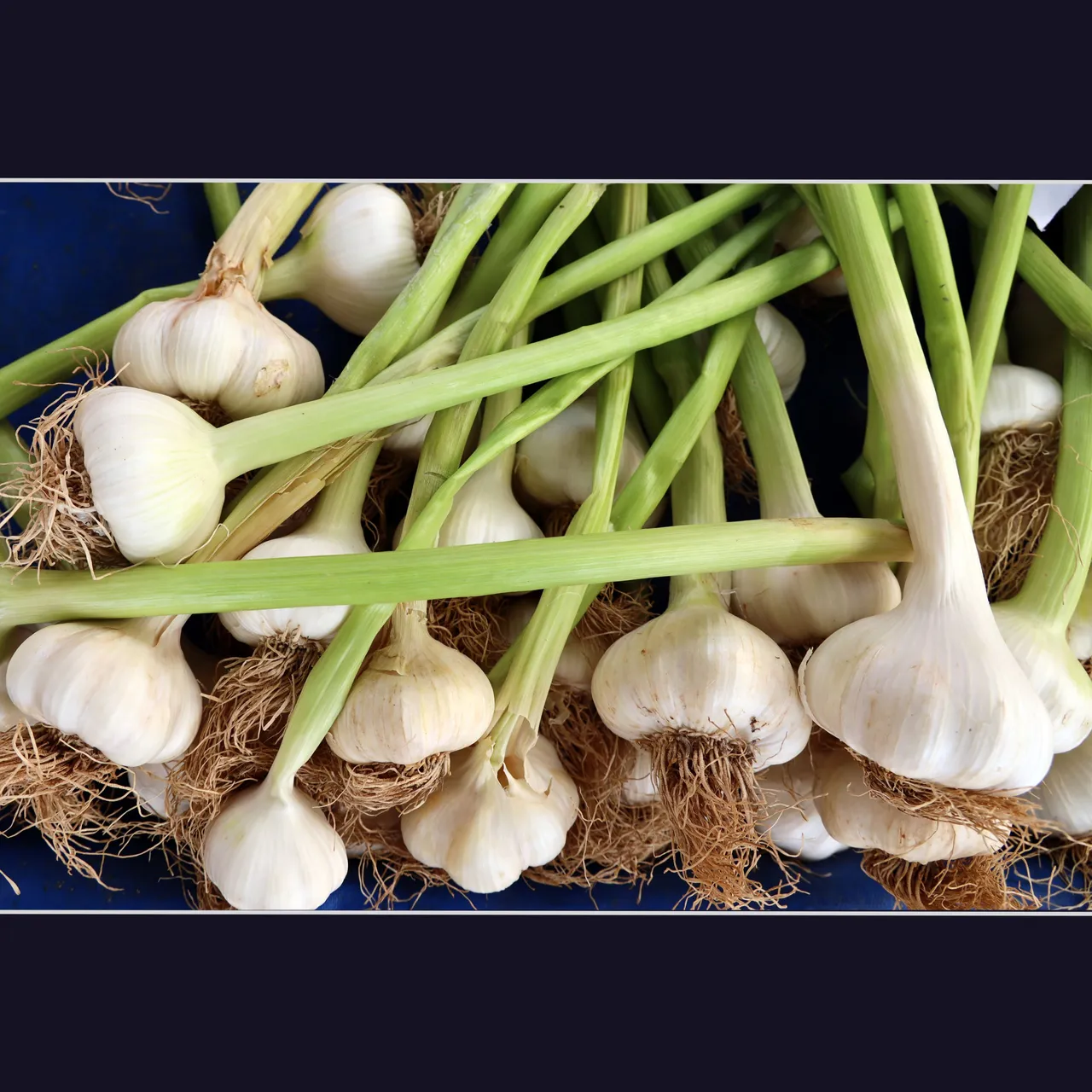 fresh garlic.png