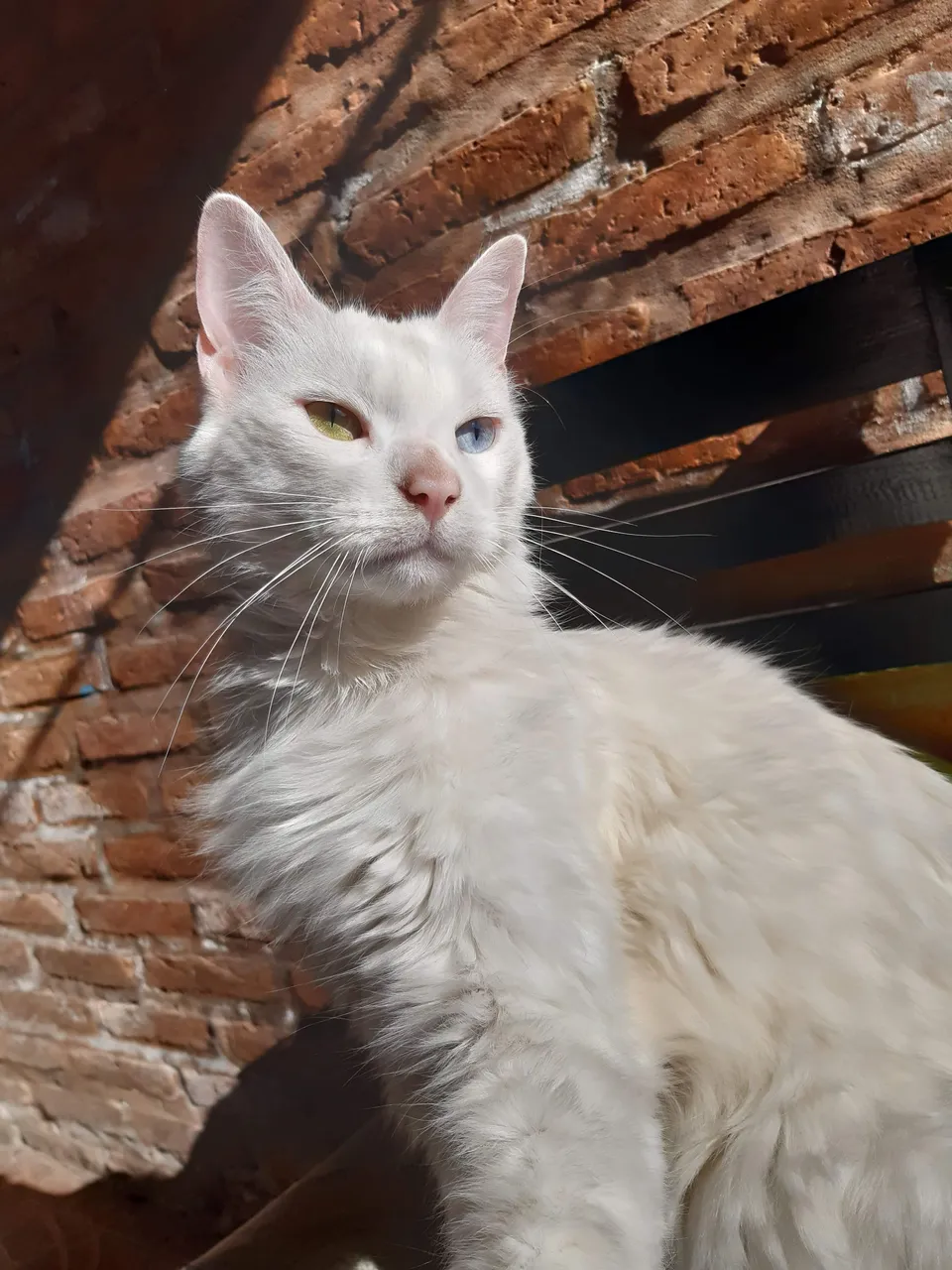 subir 1era gordo.jpg