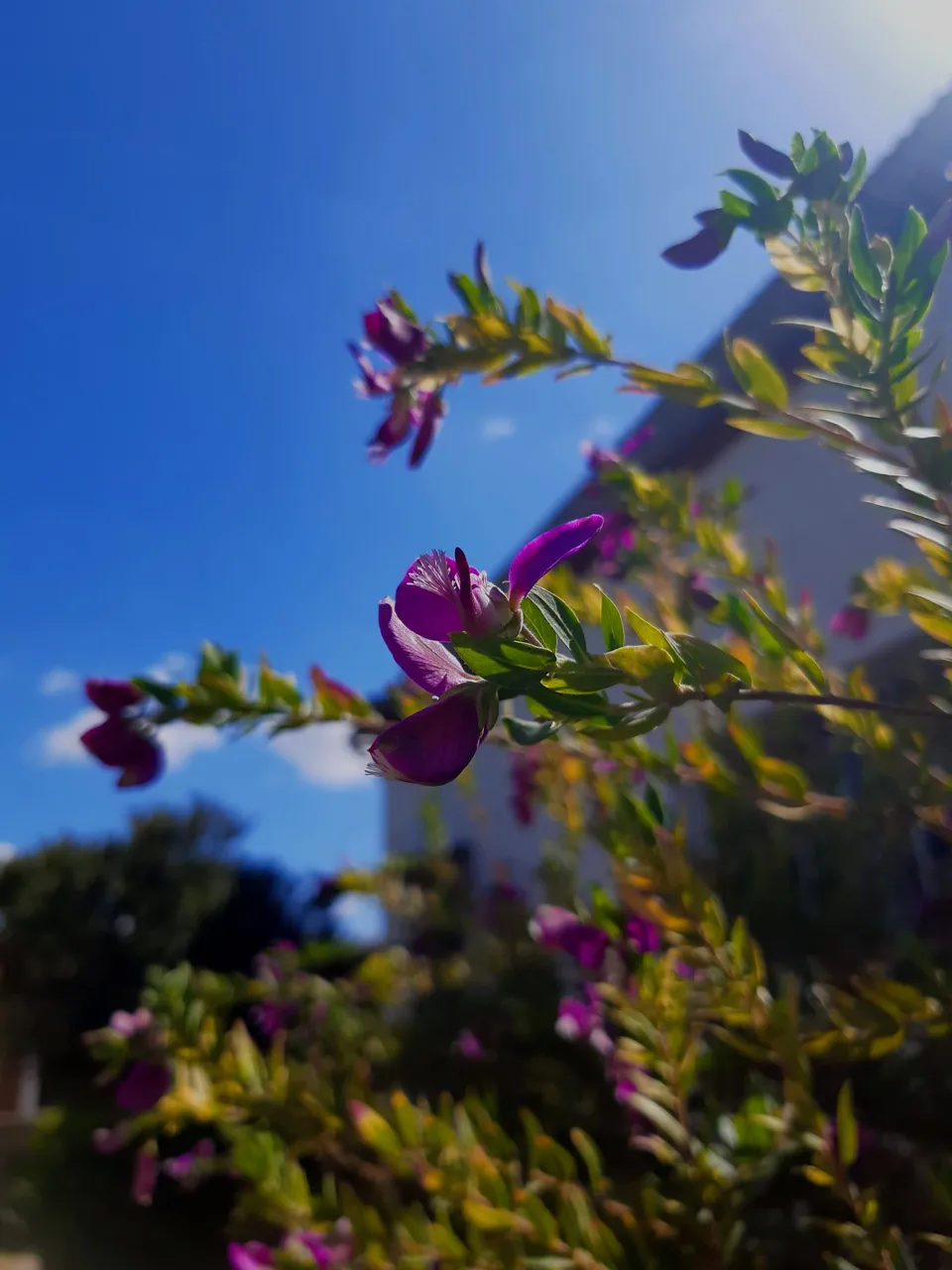 flores lilas 20210924_113652 (1).jpg