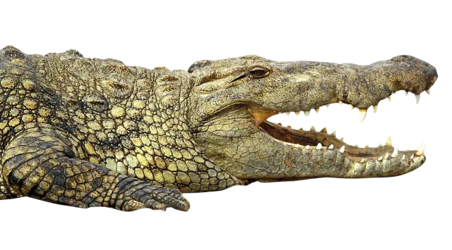 Crocodile - 640x355.png