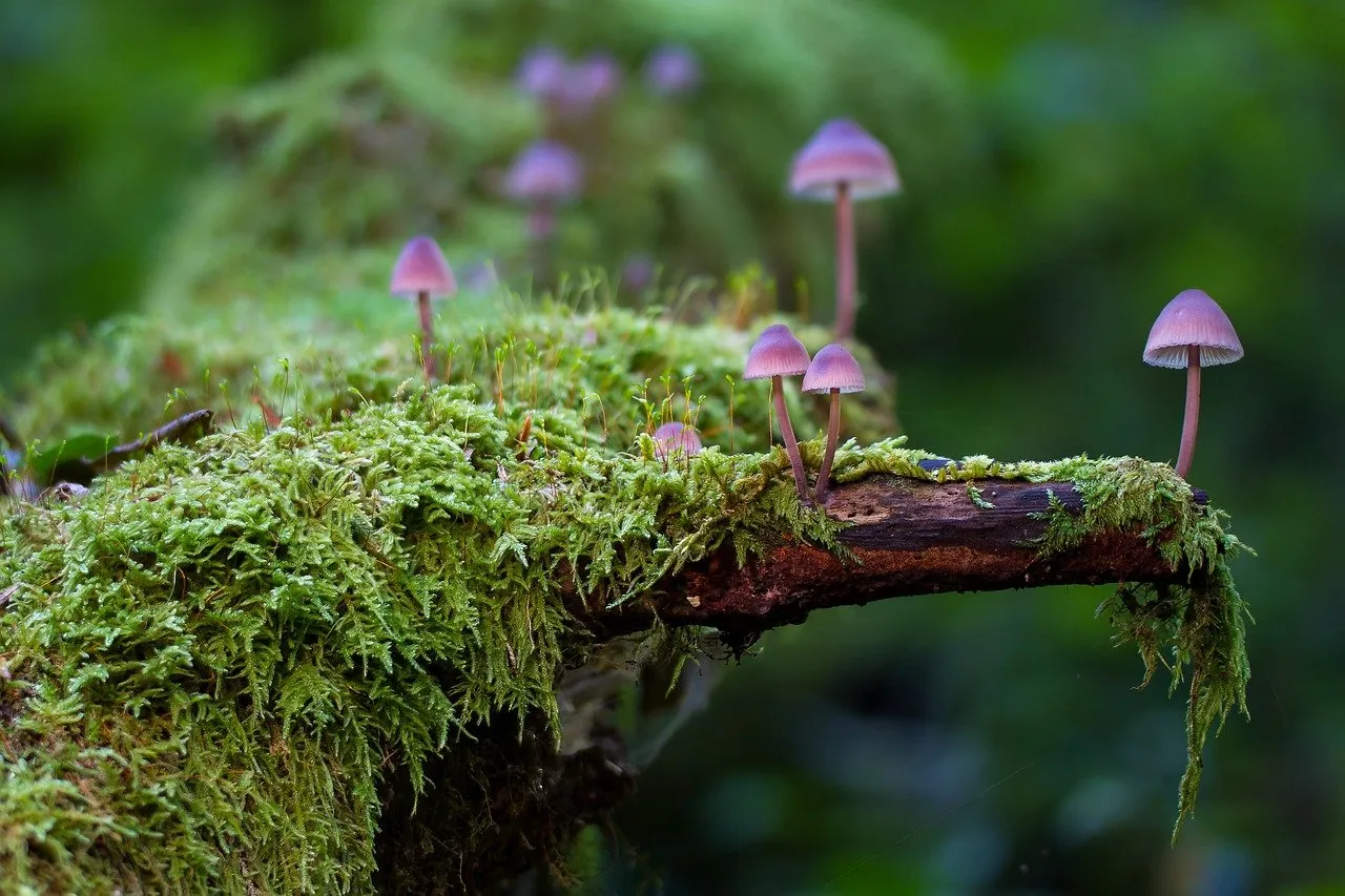 mushroom-2786789_1280.jpg