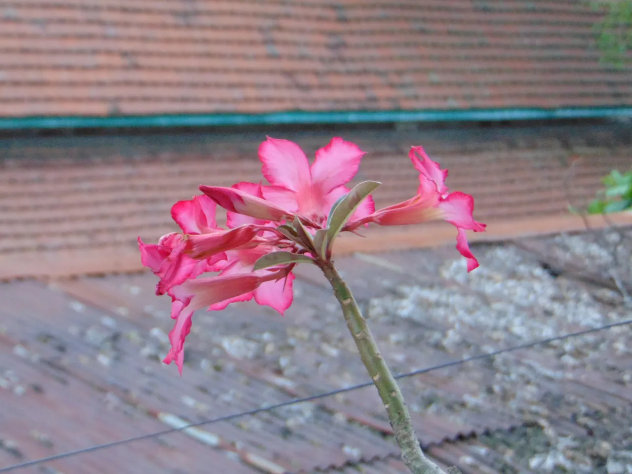 DSC05910.JPG