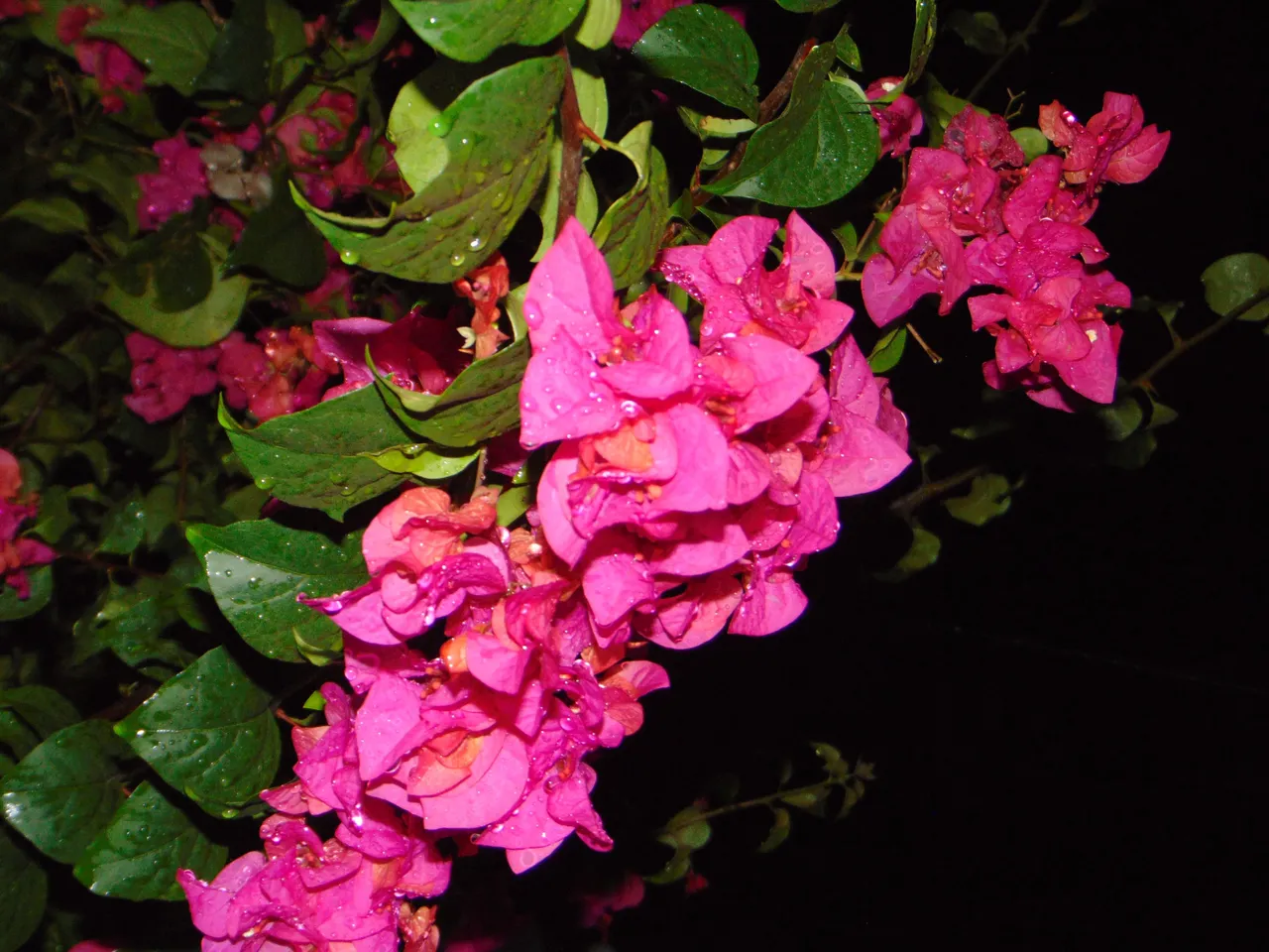 DSC07482.JPG