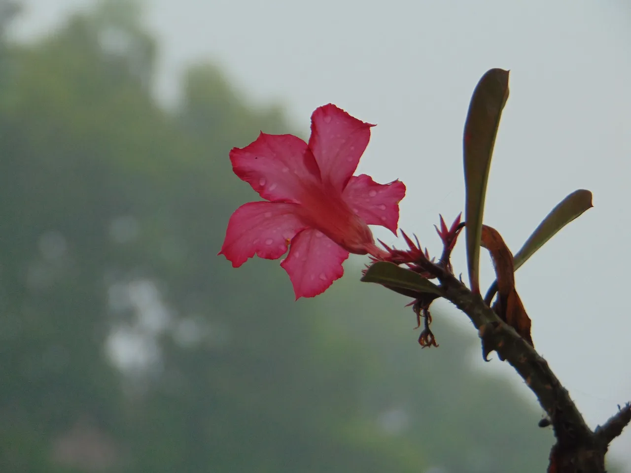 DSC06371.JPG