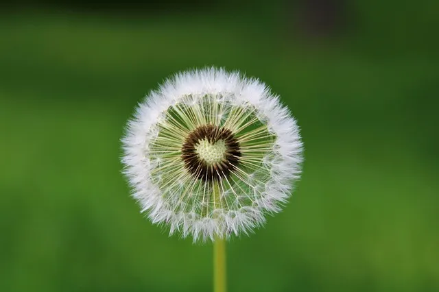 dandelion-g44bd1cd18_640.jpg