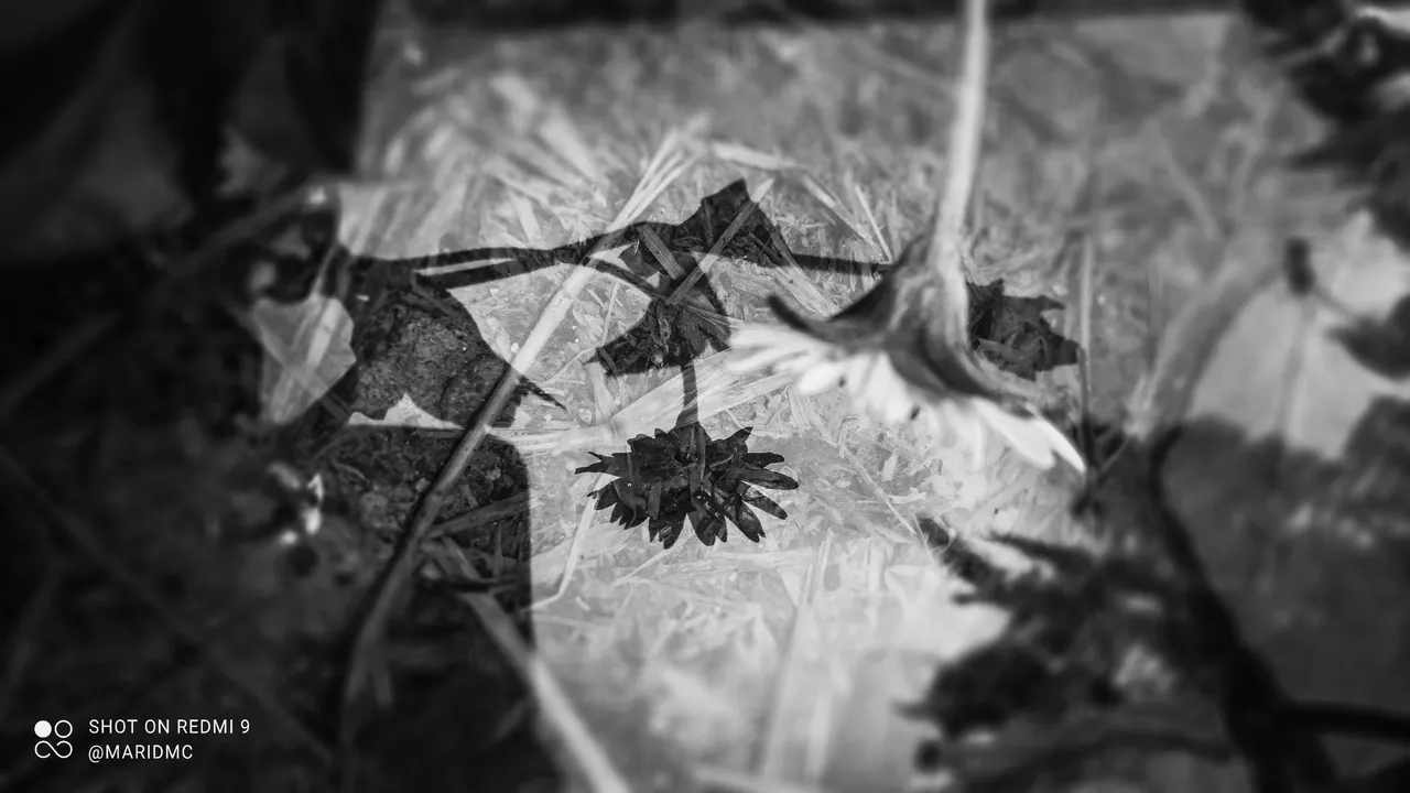 PSX_20211025_180801.jpg
