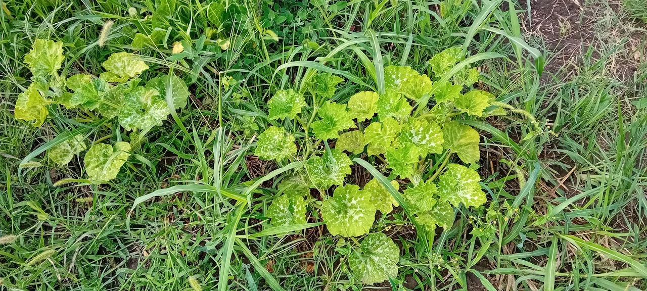 20250717_172335.jpg