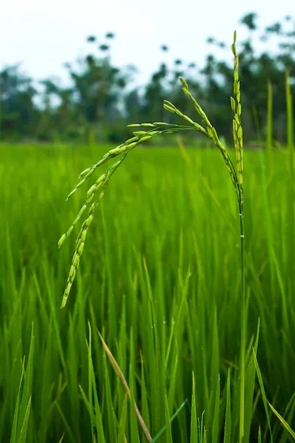 plant-yellow-non-urban-stem-outdoor_1172-281.webp