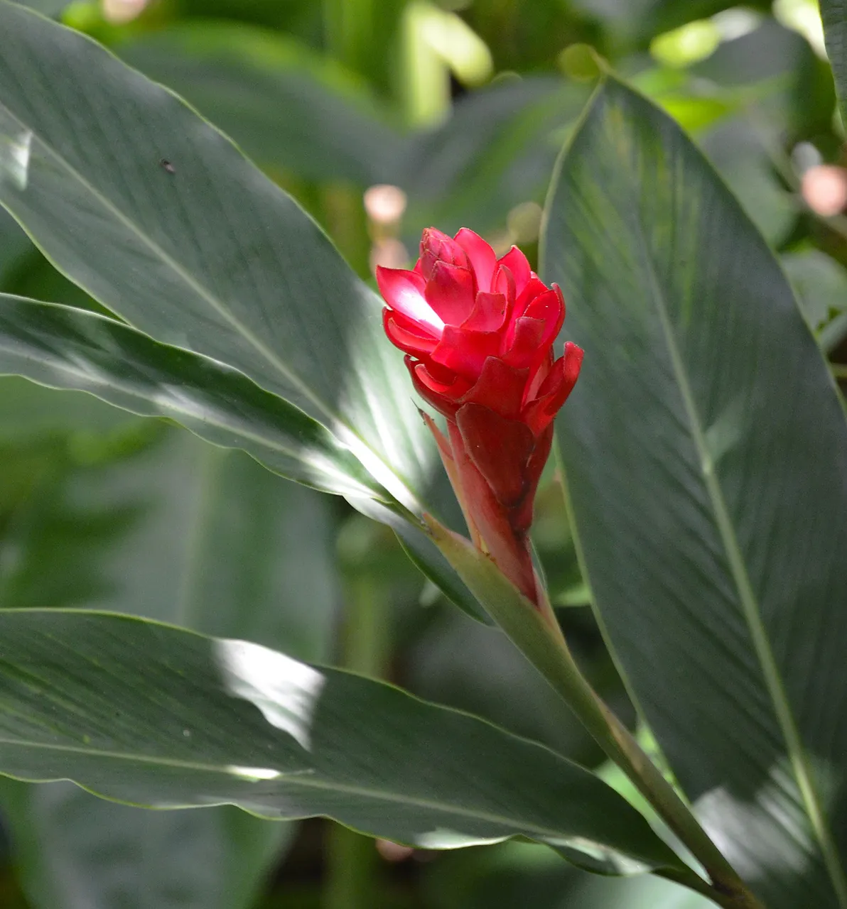 flor pab.jpg