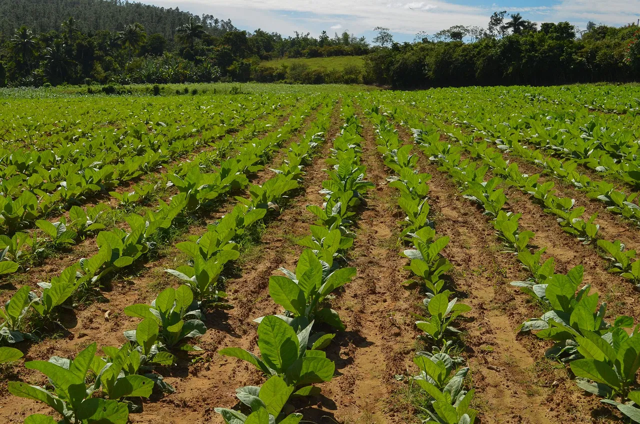 tabaco.jpg