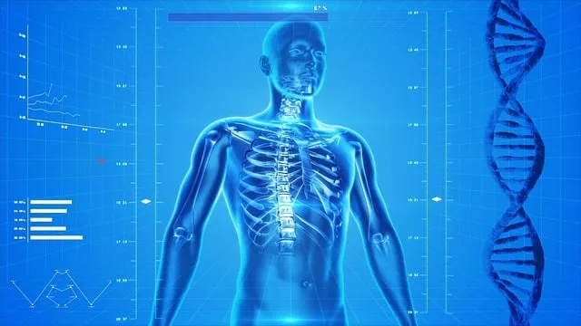 human-skeleton-gdc0a1723b_640.jpg