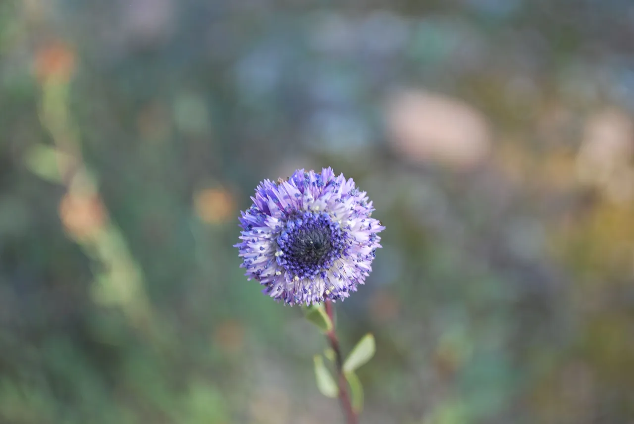 DSC_4149.JPG