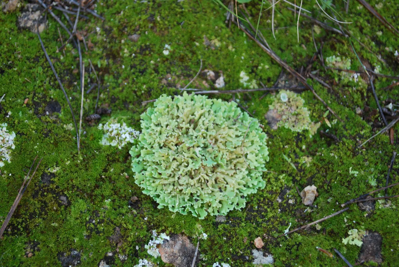 DSC_4130.JPG