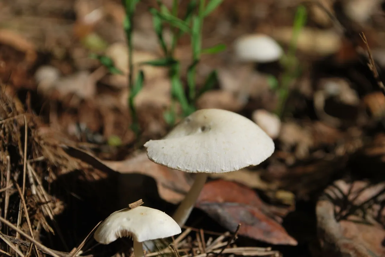 DSC_3660.JPG