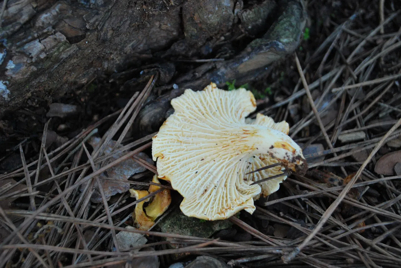 DSC_3645.JPG