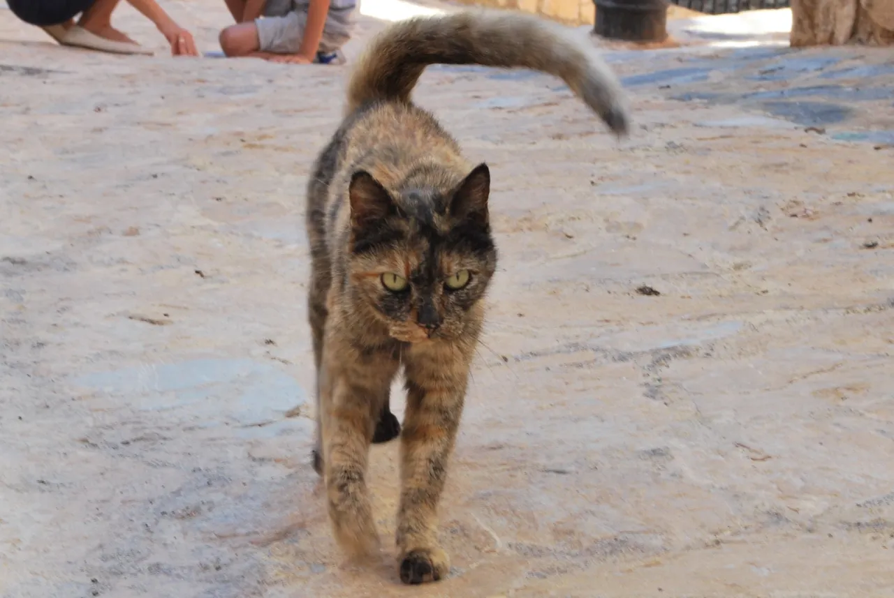 DSC_8720.JPG
