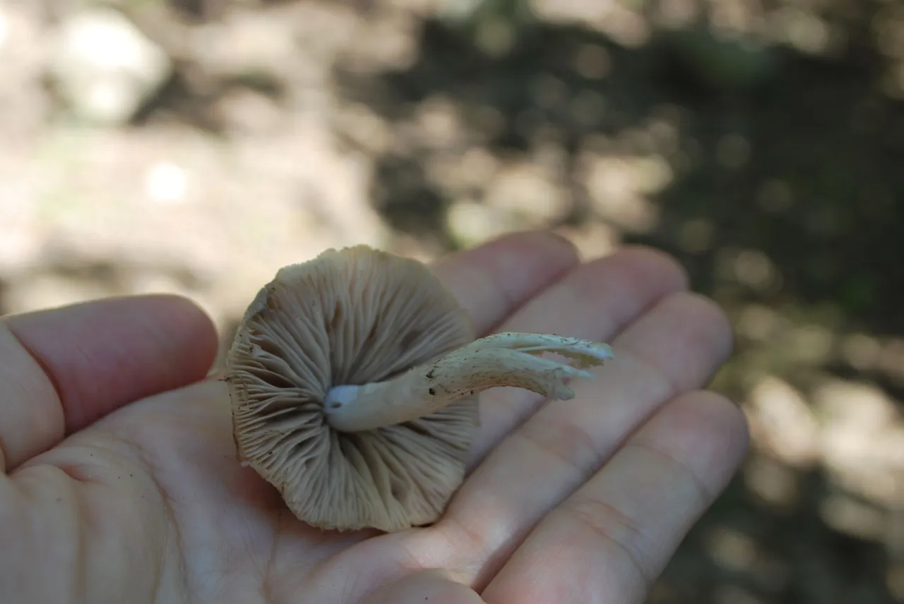 DSC_3623.JPG