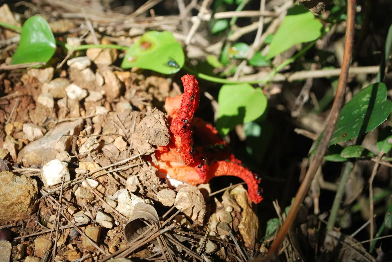 DSC_3662.JPG