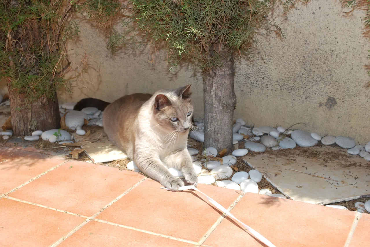 DSC_6483.JPG