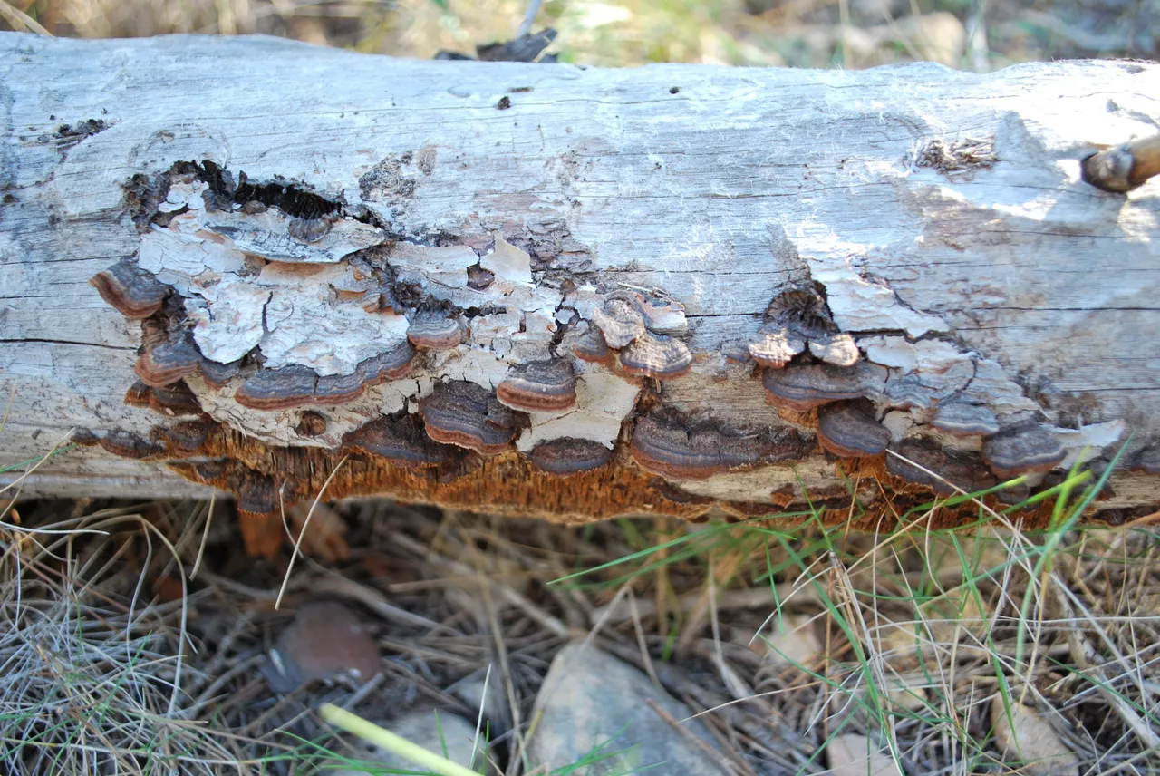 DSC_4147.JPG