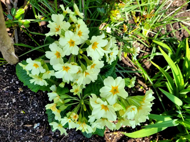 gänseblümchen.jpg