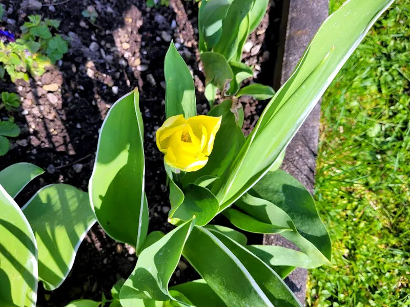 tulpe.jpg