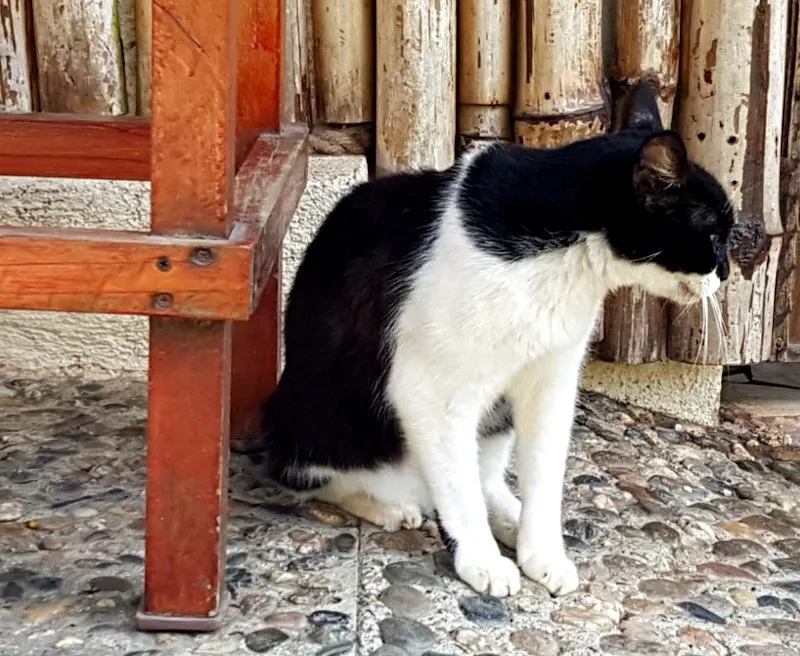 catblack.jpg