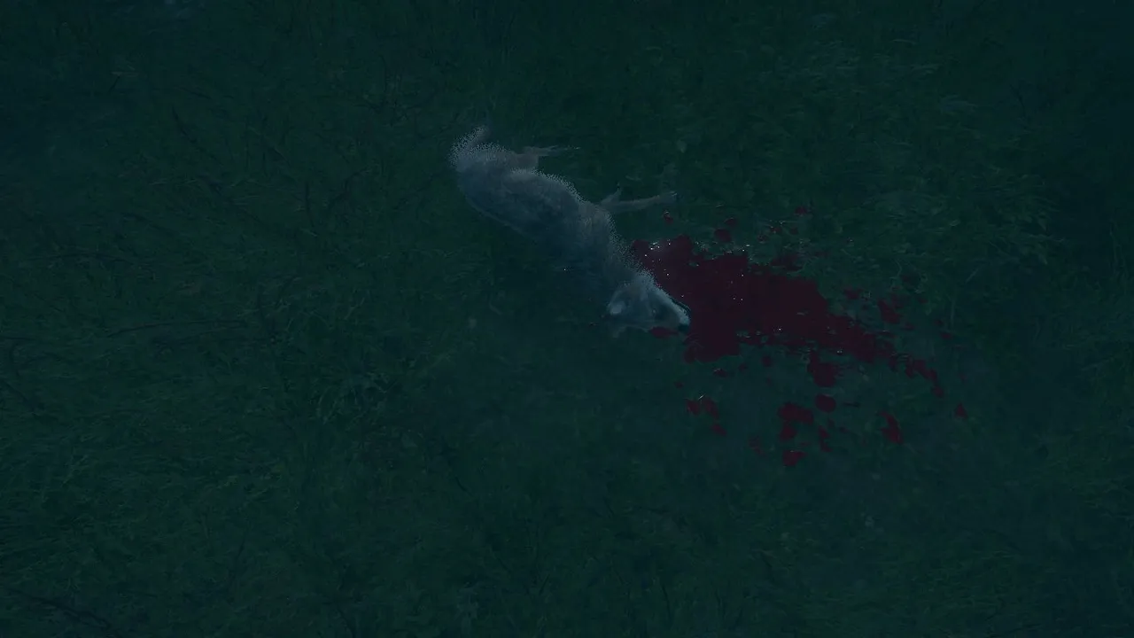 coyote.jpg