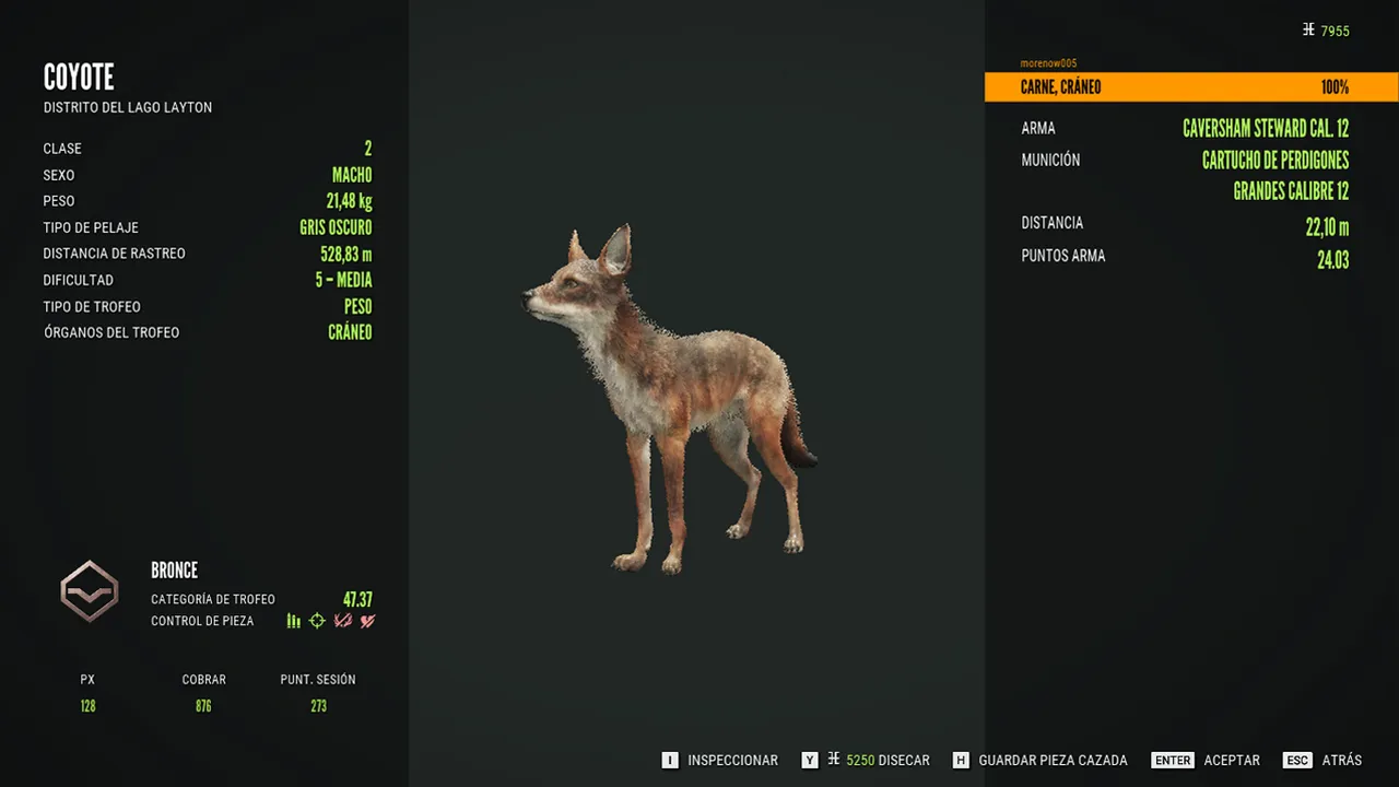 coyote1.jpg