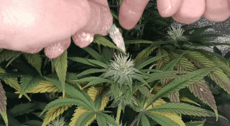 Media_230912_134007.gif